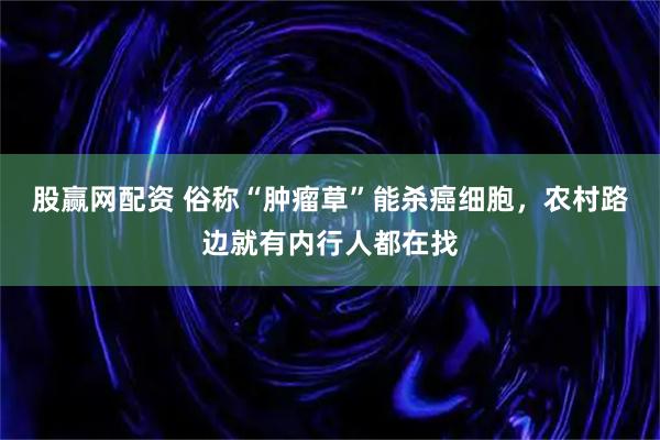 股赢网配资 俗称“肿瘤草”能杀癌细胞，农村路边就有内行人都在找